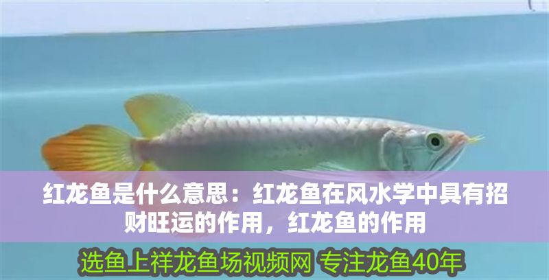 紅龍魚是什么意思：紅龍魚在風水學中具有招財旺運的作用，紅龍魚的作用