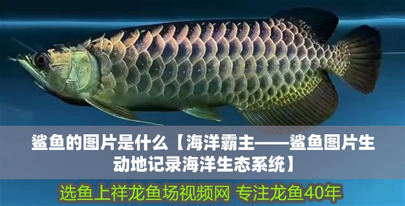 鯊魚的圖片是什么【海洋霸主——鯊魚圖片生動地記錄海洋生態系統】 鯊魚的圖片是什么【海洋霸主——鯊魚圖片生動地記錄海洋生態系統】 龍魚論壇