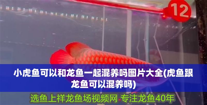 小虎魚可以和龍魚一起混養(yǎng)嗎圖片大全(虎魚跟龍魚可以混養(yǎng)嗎) 虎魚百科 第1張 小虎魚可以和龍魚一起混養(yǎng)嗎圖片大全(虎魚跟龍魚可以混養(yǎng)嗎) 小虎魚可以和龍魚一起混養(yǎng)嗎圖片大全(虎魚跟龍魚可以混養(yǎng)嗎) 虎魚百科 第1張