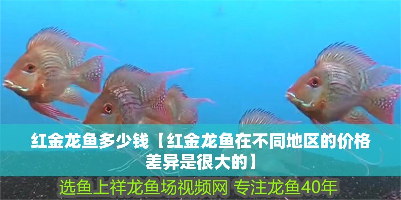 紅金龍魚多少錢【紅金龍魚在不同地區(qū)的價格差異是很大的】