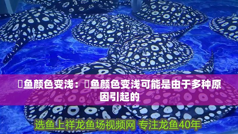 魟魚顏色變淺：魟魚顏色變淺可能是由于多種原因引起的