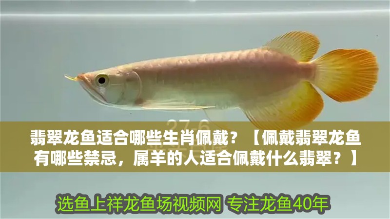 翡翠龍魚適合哪些生肖佩戴？【佩戴翡翠龍魚有哪些禁忌，屬羊的人適合佩戴什么翡翠？】
