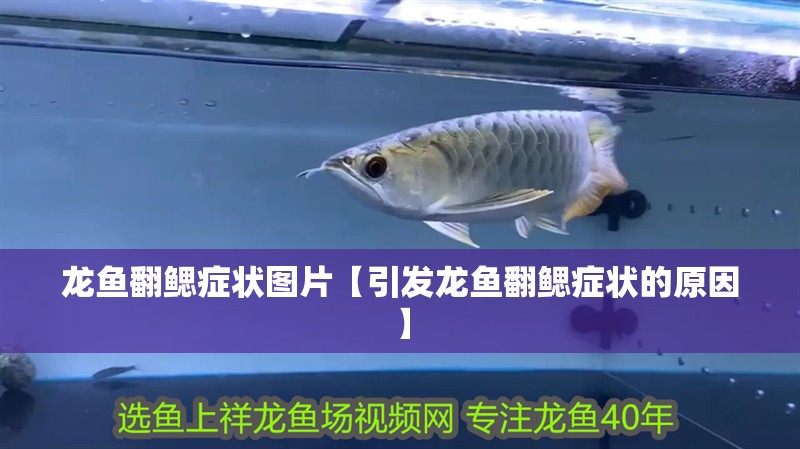 魚缸用增氧泵價格是多少:魚缸增氧機-xtrac增氧機-xtrac增氧機 龍魚翻鰓癥狀圖片【引發龍魚翻鰓癥狀的原因】 水族問答 龍魚翻鰓癥狀圖片【引發龍魚翻鰓癥狀的原因】 龍魚翻鰓癥狀圖片【引發龍魚翻鰓癥狀的原因】 水族問答
