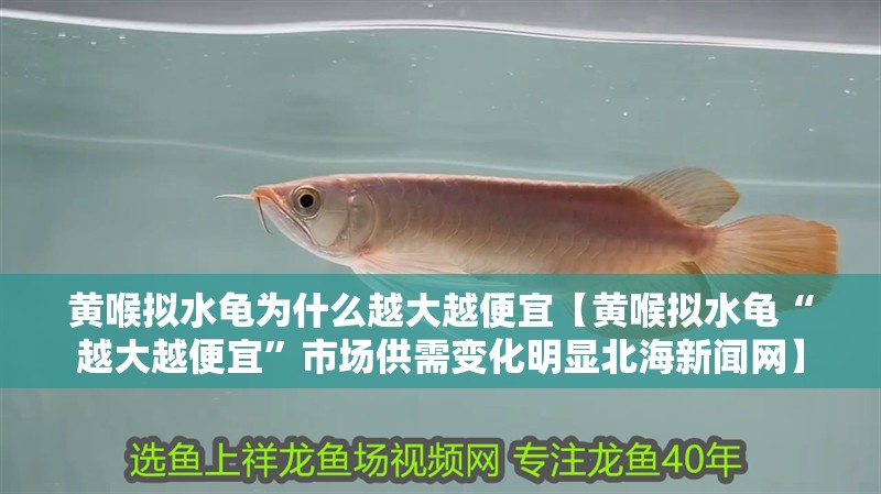 黃喉擬水龜為什么越大越便宜【黃喉擬水龜“越大越便宜”市場供需變化明顯北海新聞網(wǎng)】