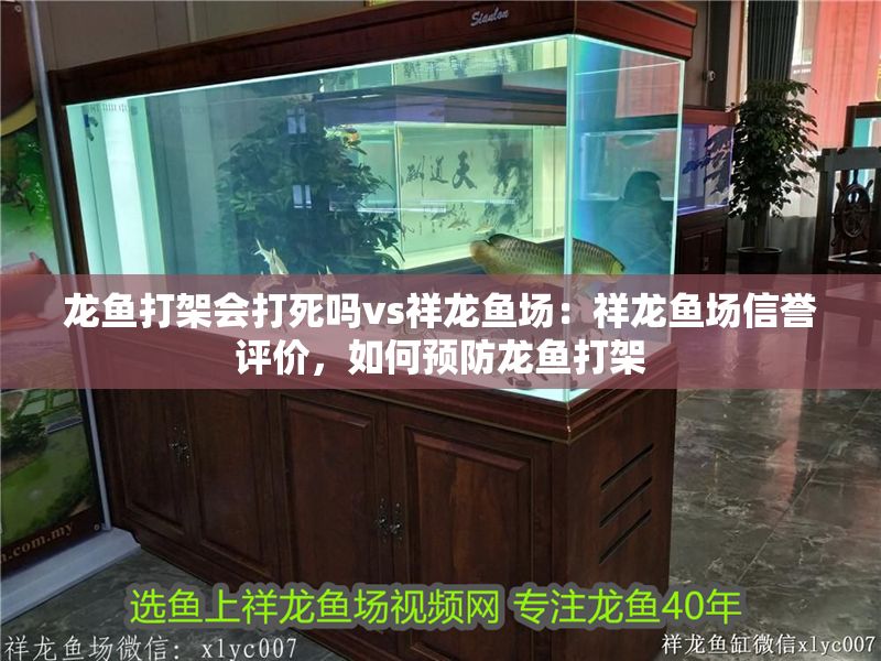 龍魚打架會打死嗎vs祥龍魚場：祥龍魚場信譽評價，如何預防龍魚打架