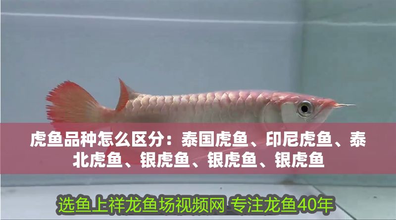 虎魚品種怎么區分：泰國虎魚、印尼虎魚、泰北虎魚、銀虎魚、銀虎魚、銀虎魚