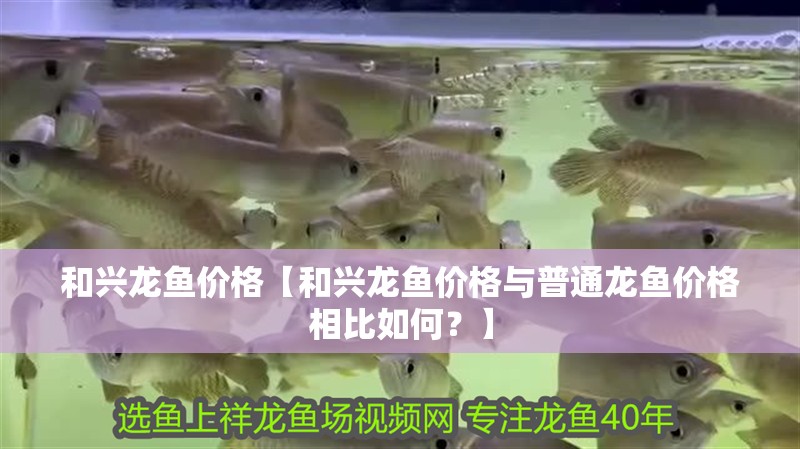 和興龍魚價格【和興龍魚價格與普通龍魚價格相比如何？】