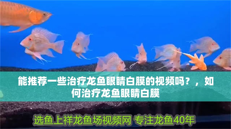 能推薦一些治療龍魚眼睛白膜的視頻嗎？，如何治療龍魚眼睛白膜 能推薦一些治療龍魚眼睛白膜的視頻嗎？，如何治療龍魚眼睛白膜 龍魚百科
