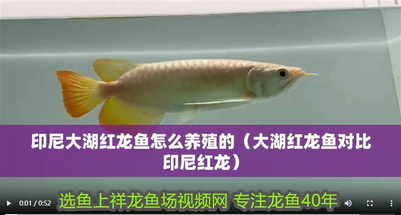 印尼大湖紅龍魚怎么養殖的(大湖紅龍魚對比印尼紅龍) 大湖紅龍魚百科 第1張 印尼大湖紅龍魚怎么養殖的(大湖紅龍魚對比印尼紅龍) 印尼大湖紅龍魚怎么養殖的(大湖紅龍魚對比印尼紅龍) 大湖紅龍魚百科 第1張
