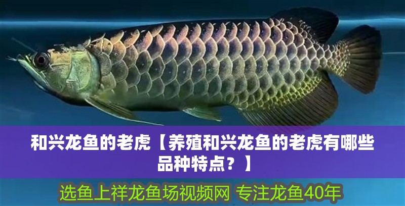 和興龍魚的老虎【養(yǎng)殖和興龍魚的老虎有哪些品種特點？】