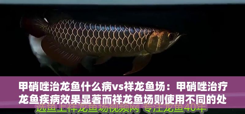 甲硝唑治龍魚什么病vs祥龍魚場：甲硝唑治療龍魚疾病效果顯著而祥龍魚場則使用不同的處理方法