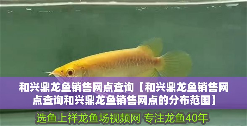 和興鼎龍魚銷售網點查詢【和興鼎龍魚銷售網點查詢和興鼎龍魚銷售網點的分布范圍】