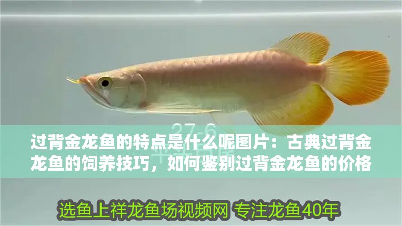 過背金龍魚的特點是什么呢圖片：古典過背金龍魚的飼養技巧，如何鑒別過背金龍魚的價格范圍