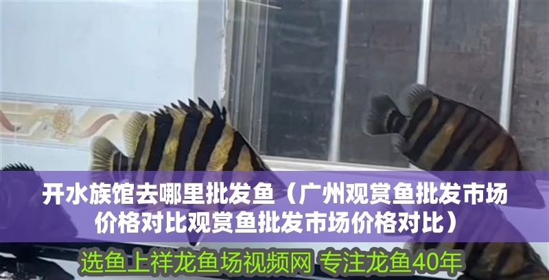 開水族館去哪里批發魚（廣州觀賞魚批發市場價格對比觀賞魚批發市場價格對比）
