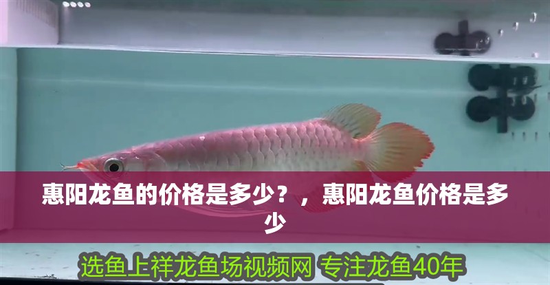 惠陽龍魚的價格是多少？，惠陽龍魚價格是多少 惠陽龍魚的價格是多少？，惠陽龍魚價格是多少 龍魚百科