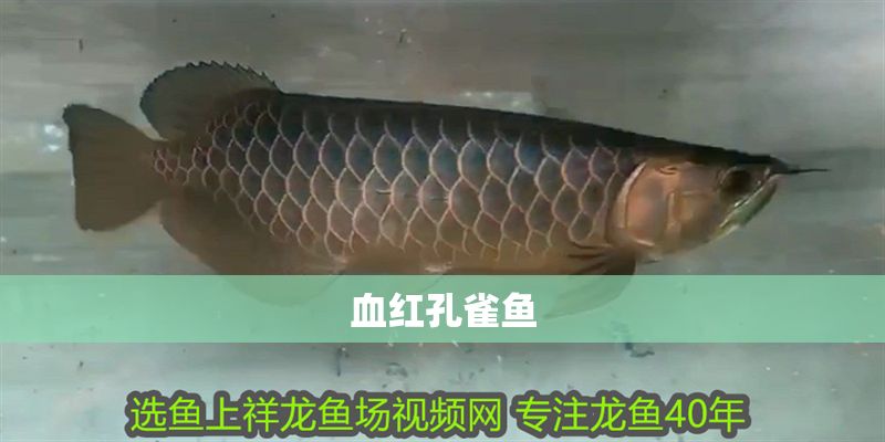 血紅孔雀魚 血紅孔雀魚 黃金貓魚百科 第2張