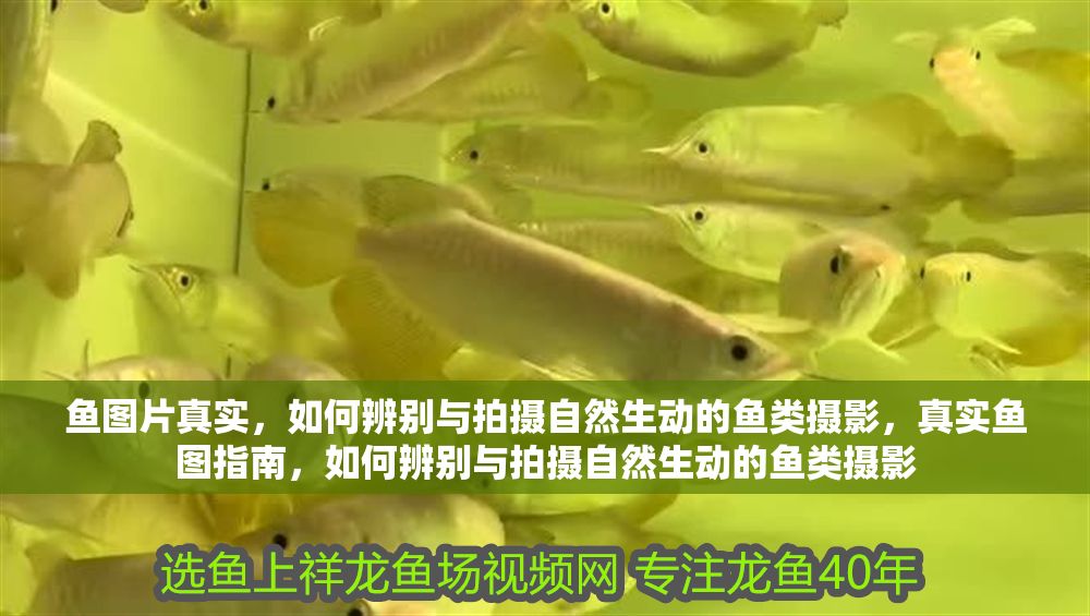 魚圖片真實，如何辨別與拍攝自然生動的魚類攝影，真實魚圖指南，如何辨別與拍攝自然生動的魚類攝影