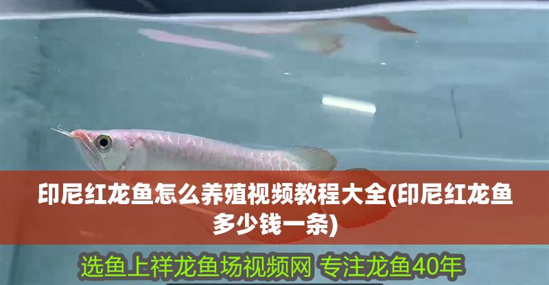 印尼紅龍魚怎么養殖視頻教程大全(印尼紅龍魚多少錢一條)