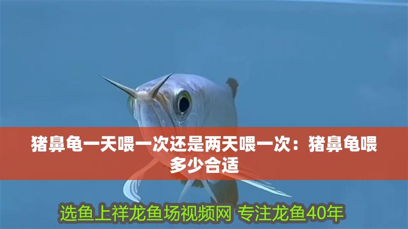 豬鼻龜一天喂一次還是兩天喂一次：豬鼻龜喂多少合適 豬鼻龜一天喂一次還是兩天喂一次：豬鼻龜喂多少合適 豬鼻龜百科 第1張