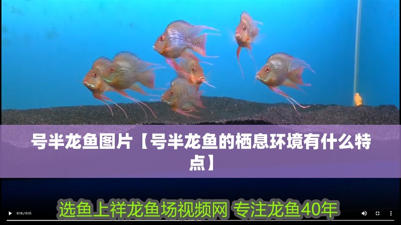 號半龍魚圖片【號半龍魚的棲息環境有什么特點】
