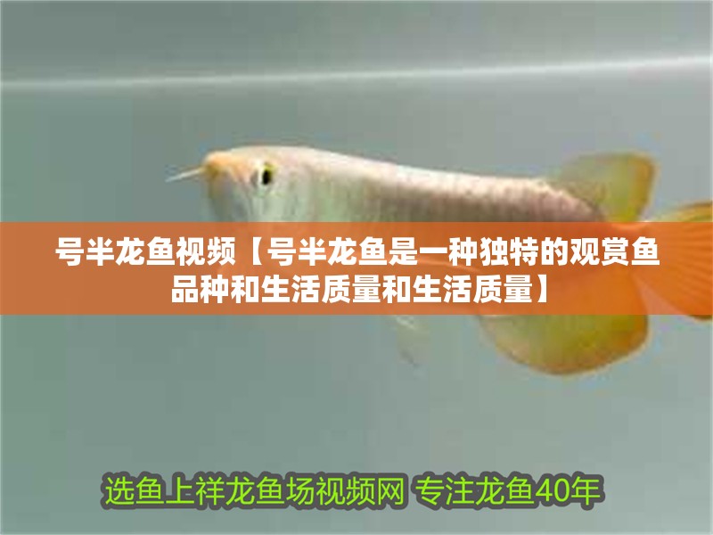 號(hào)半龍魚視頻【號(hào)半龍魚是一種獨(dú)特的觀賞魚品種和生活質(zhì)量和生活質(zhì)量】