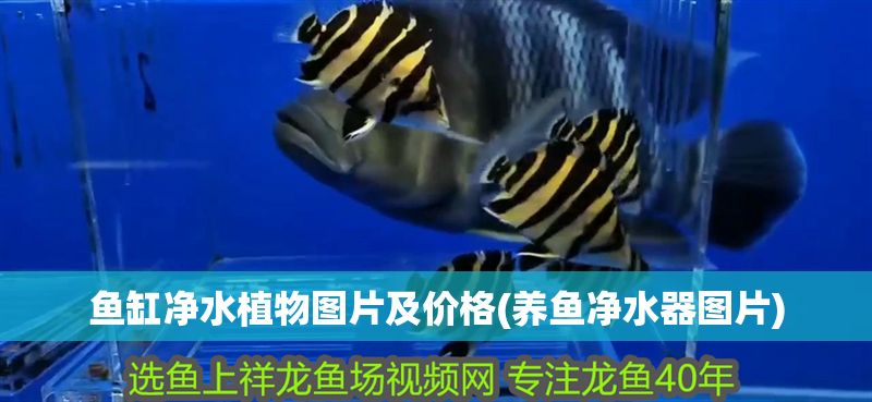 魚缸凈水植物圖片及價格(養魚凈水器圖片) 魚缸凈水植物圖片及價格(養魚凈水器圖片) 錦鯉魚百科 第1張