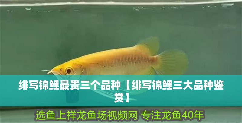 印尼虎魚多少溫度飼養(yǎng)最好:印尼虎魚多少溫度飼養(yǎng)最好印尼虎魚多少溫度飼養(yǎng)最好 緋寫錦鯉最貴三個品種【緋寫錦鯉三大品種鑒賞】 龍魚論壇 緋寫錦鯉最貴三個品種【緋寫錦鯉三大品種鑒賞】 緋寫錦鯉最貴三個品種【緋寫錦鯉三大品種鑒賞】 龍魚論壇