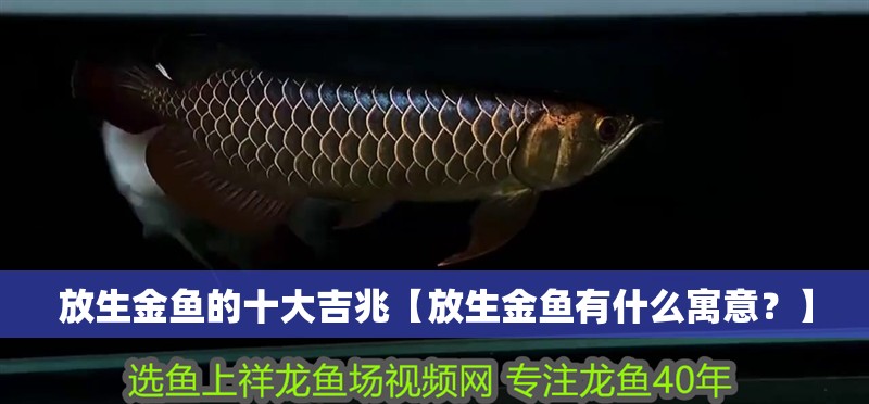 放生金魚的十大吉兆【放生金魚有什么寓意？】