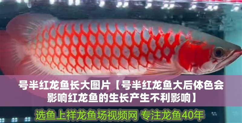 號(hào)半紅龍魚長大圖片【號(hào)半紅龍魚大后體色會(huì)影響紅龍魚的生長產(chǎn)生不利影響】