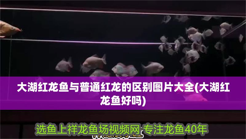 詳細(xì)閱讀:大湖紅龍魚與普通紅龍的區(qū)別圖片大全(大湖紅龍魚好嗎) 大湖紅龍魚與普通紅龍的區(qū)別圖片大全(大湖紅龍魚好嗎)