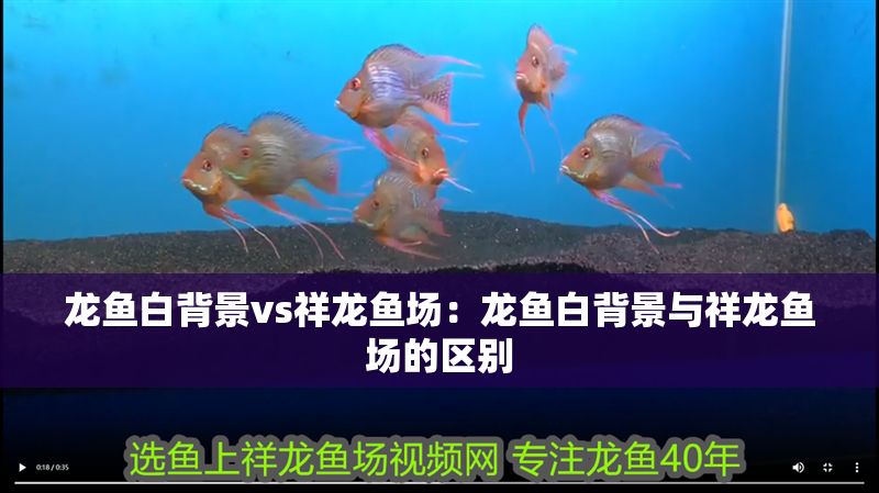 龍魚(yú)白背景vs祥龍魚(yú)場(chǎng)：龍魚(yú)白背景與祥龍魚(yú)場(chǎng)的區(qū)別