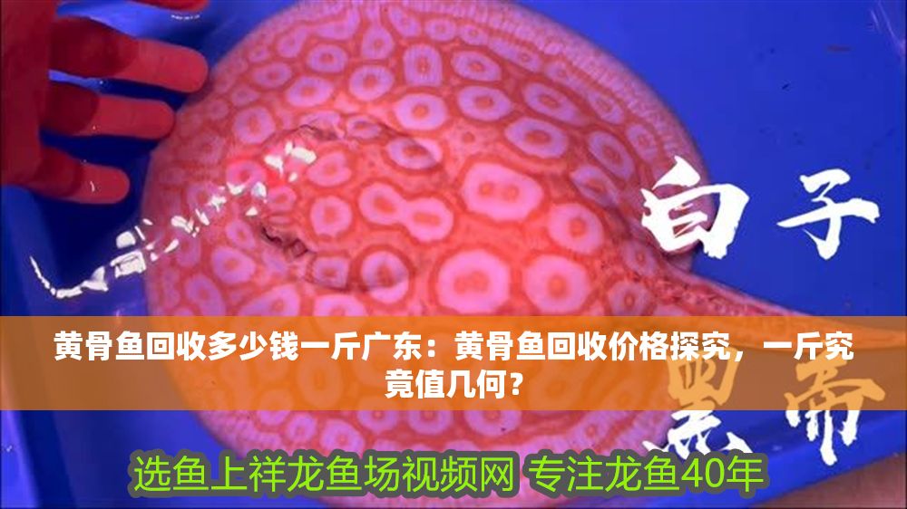 黃骨魚回收多少錢一斤廣東：黃骨魚回收價格探究，一斤究竟值幾何？ 黃骨魚回收多少錢一斤廣東：黃骨魚回收價格探究，一斤究竟值幾何？ 龍魚百科 第1張