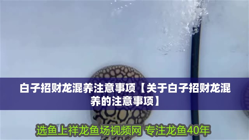 白子招財龍混養(yǎng)注意事項【關(guān)于白子招財龍混養(yǎng)的注意事項】 白子招財龍混養(yǎng)注意事項【關(guān)于白子招財龍混養(yǎng)的注意事項】 龍魚論壇