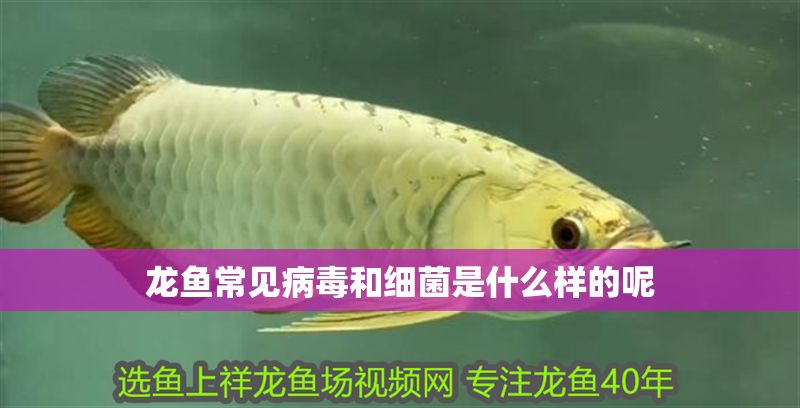 龍魚常見病毒和細菌是什么樣的呢