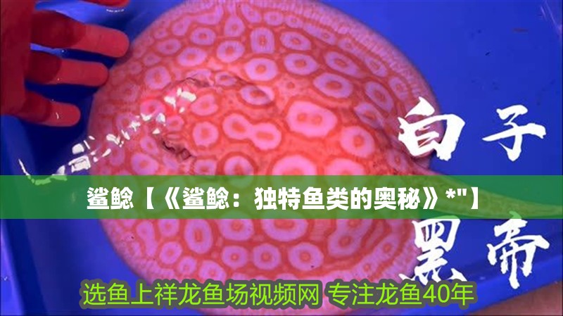 鯊鯰【《鯊鯰：獨特魚類的奧秘》*