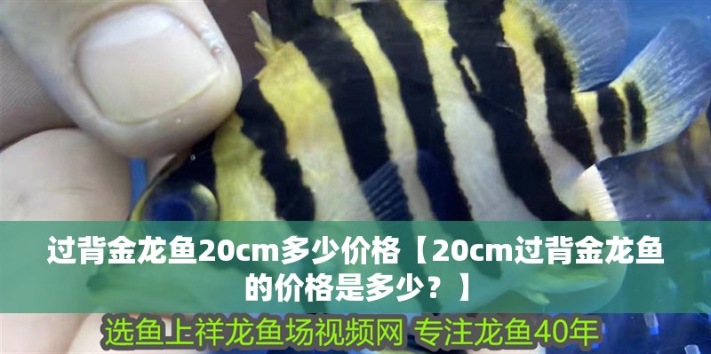 過背金龍魚20cm多少價格【20cm過背金龍魚的價格是多少？】