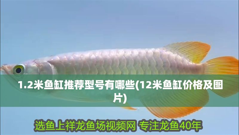 1.2米魚(yú)缸推薦型號(hào)有哪些(12米魚(yú)缸價(jià)格及圖片)