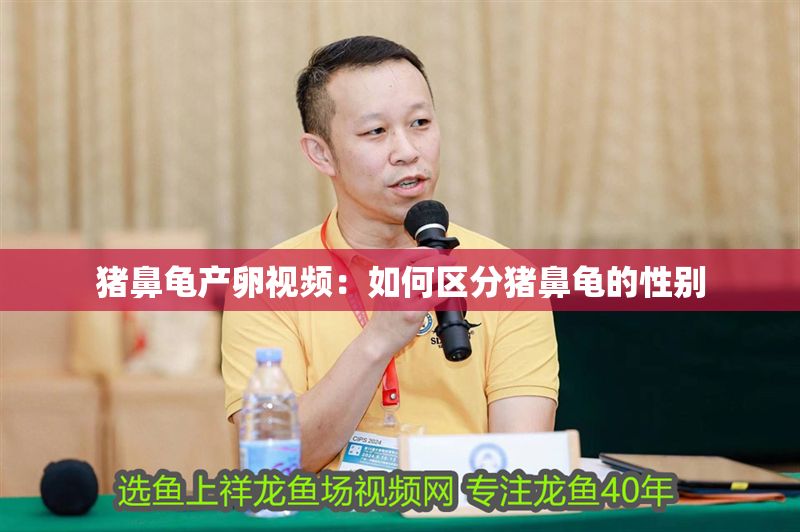 豬鼻龜產(chǎn)卵視頻:如何區(qū)分豬鼻龜?shù)男詣e 豬鼻龜百科 第1張 豬鼻龜產(chǎn)卵視頻:如何區(qū)分豬鼻龜?shù)男詣e 豬鼻龜產(chǎn)卵視頻:如何區(qū)分豬鼻龜?shù)男詣e 豬鼻龜百科 第1張