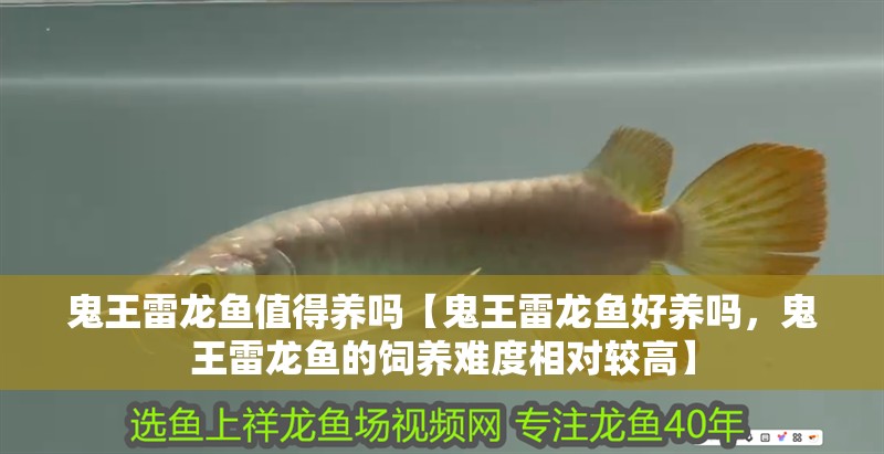 鬼王雷龍魚值得養嗎【鬼王雷龍魚好養嗎，鬼王雷龍魚的飼養難度相對較高】