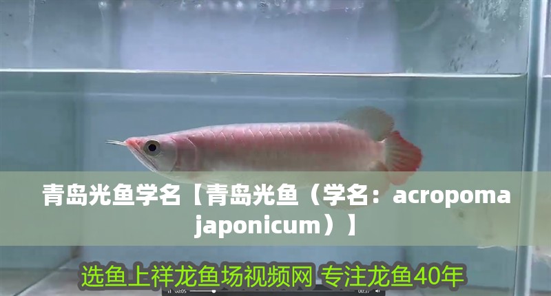 青島光魚學名【青島光魚（學名：acropomajaponicum）】