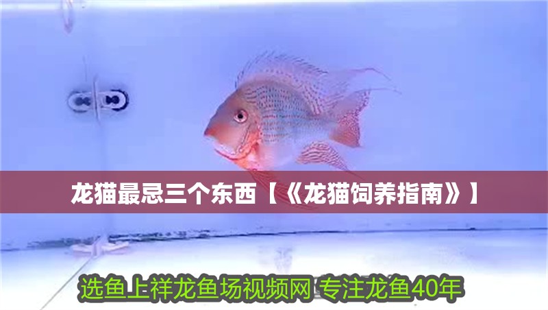 龍貓最忌三個東西【《龍貓飼養(yǎng)指南》】