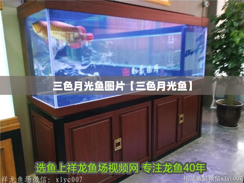 三色月光魚圖片【三色月光魚】