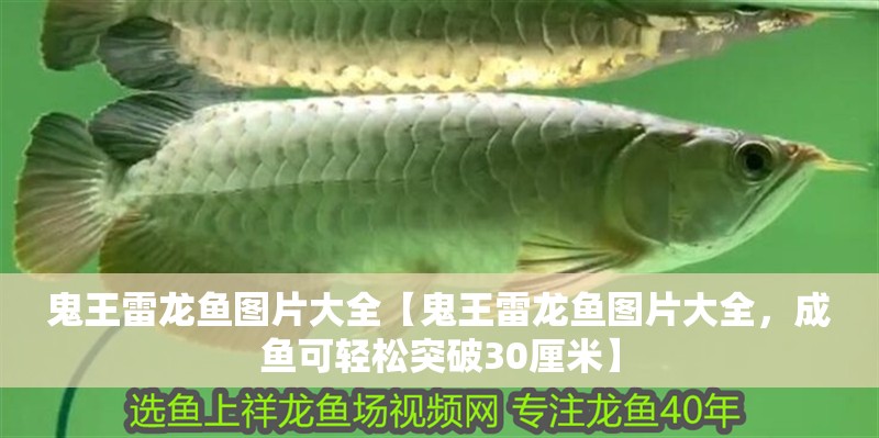 鬼王雷龍魚圖片大全【鬼王雷龍魚圖片大全，成魚可輕松突破30厘米】 鬼王雷龍魚圖片大全【鬼王雷龍魚圖片大全，成魚可輕松突破30厘米】 水族問答
