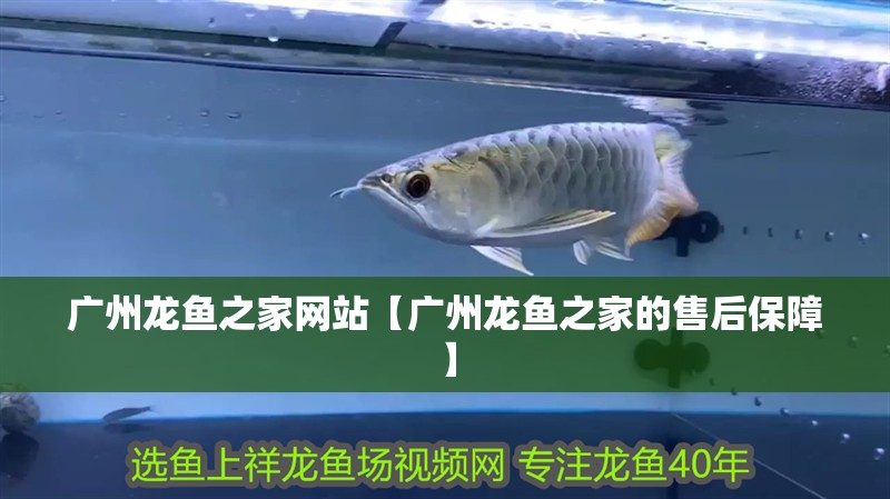 廣州龍魚之家網站【廣州龍魚之家的售后保障】 廣州龍魚之家網站【廣州龍魚之家的售后保障】 水族問答