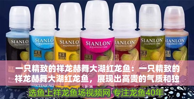 一只精致的祥龍赫舞大湖紅龍魚：一只精致的祥龍赫舞大湖紅龍魚，展現出高貴的氣質和獨特的美感 一只精致的祥龍赫舞大湖紅龍魚：一只精致的祥龍赫舞大湖紅龍魚，展現出高貴的氣質和獨特的美感 大湖紅龍魚百科 第2張