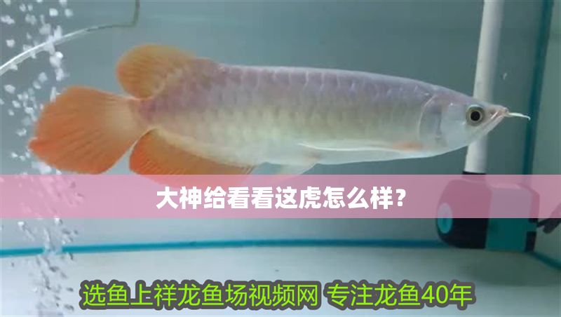 大神給看看這虎怎么樣？