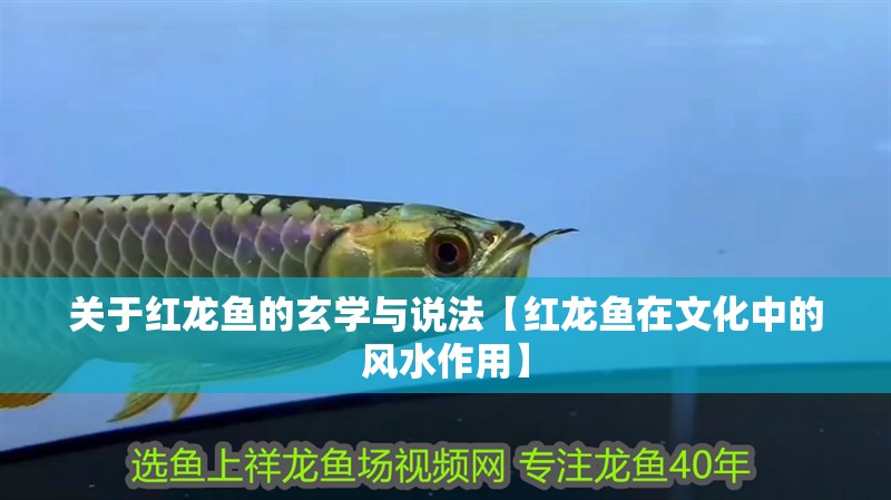 關于紅龍魚的玄學與說法【紅龍魚在文化中的風水作用】 關于紅龍魚的玄學與說法【紅龍魚在文化中的風水作用】 水族問答