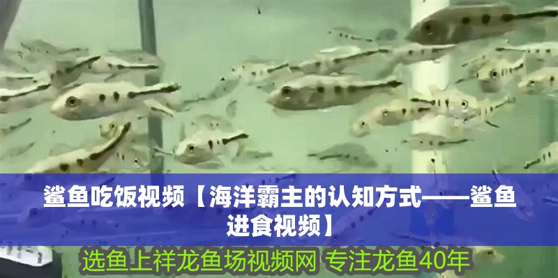 魚缸過濾器選購指南:自制魚缸過濾器魚缸上置過濾器對于養(yǎng)魚愛好者的必備知識 鯊魚吃飯視頻【海洋霸主的認知方式——鯊魚進食視頻】 龍魚論壇 鯊魚吃飯視頻【海洋霸主的認知方式——鯊魚進食視頻】 鯊魚吃飯視頻【海洋霸主的認知方式——鯊魚進食視頻】 龍魚論壇