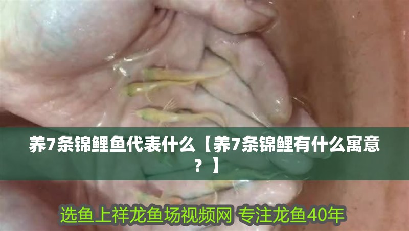 養(yǎng)7條錦鯉魚代表什么【養(yǎng)7條錦鯉有什么寓意？】