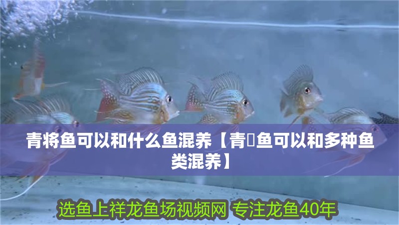 青將魚可以和什么魚混養【青鳉魚可以和多種魚類混養】